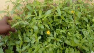 Manjal Karisalankanni Keerai in Kitchen Garden மஞ்சள் கரிசலாங்கண்ணி [upl. by Euqinim]