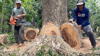 Most powerfull chainsaw‼️ Husqvarna 3120xp cut down tree beside the village road [upl. by Bora60]