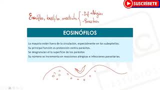 HEMATOLOGÍA Todo sobre los Leucocitos  Funciones Tipos [upl. by Nalehp]