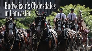 Budweisers Clydesdales parade through downtown Lancaster [upl. by Bogie616]