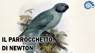 Il Parrocchetto di Newton  Fine di una Specie [upl. by Zeidman468]