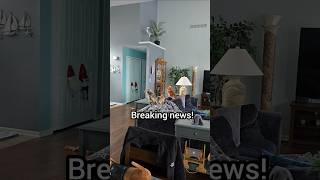 News you can rely on 🤣 breakingnews barking neighbors dachshund news funnydog [upl. by Naasar302]