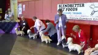 Caledonian Dandie Dinmont Terrier Show 2008 Best Bitch [upl. by Parrie579]