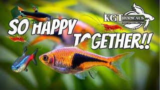 The Most Amazing Fish Combos For A 10 Gallon Aquarium [upl. by Reich887]