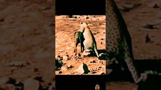 Leopard catching warthog action viral shorts trending video youtube [upl. by Yntirb]