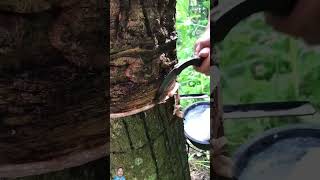 Tapping Rubber Tree🌲nature naturalrubber rubbertree rubbertreecutting farming satisfyingshort [upl. by Sisak]