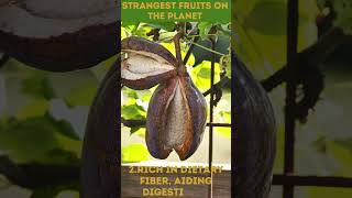 Strangest Fruits 6 Health Benefits of Akebia  StrangeFruits AkebiaBenefits shorts [upl. by Eiuqnom574]