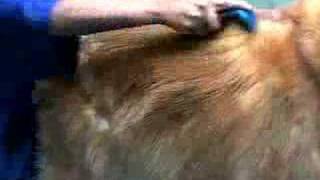 FURminator deShedding tool demo video [upl. by Island]