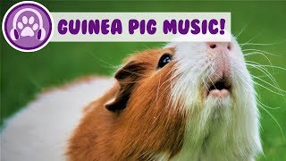 Music For Guinea Pigs Relaxing Tunes to Soothe Your little pet [upl. by Cliff]