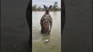 Kangaroo attacks man😱 youtubeshorts viral foryou [upl. by Ahkeber]