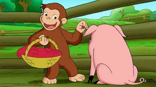 George il contadino 🐵 Curioso Come George 🐵 Cartoni per Bambini [upl. by Xuaegram391]