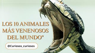 LOS 10 ANIMALES MAS VENENOSOS DEL MUNDO [upl. by Ecilayram789]