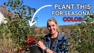 Adding Seasonal Color to a Winter Garden  Tips for planting winterberry [upl. by Nerta]