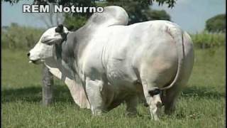 Touro Nelore Rem Noturno Semex [upl. by Auburn]