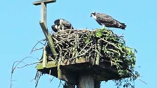 SMALLEST OSLET EATS FISH BROUGHT BY MOM OSPREY [upl. by Ailalue]