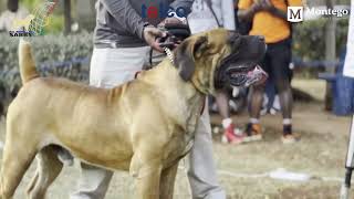 Real Boerboels  Zimbabwe National Boerboel Show Highlights  9Minute Recap of a 4Hour Event [upl. by Enoid154]