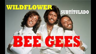 BEE GEES  WILD FLOWER 1981 SUBTITULADO EN ESPAÑOL [upl. by Hindu]