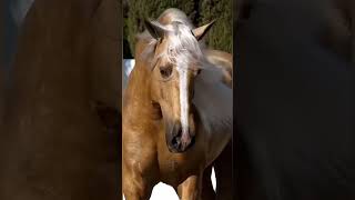 Caballo Perla horse caballosdepaso caballos equestrian stallion pubg [upl. by Ashley961]