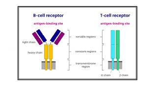 T cells and B cells Video No 627 [upl. by Adoh]