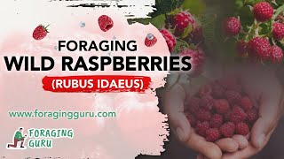 Foraging Wild Raspberries Rubus Idaeus [upl. by Silliw]