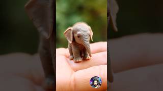 Before amp After Animals Growing Up Amazing Animal Transformation 💥 short tiktok animals [upl. by Alliuqal]