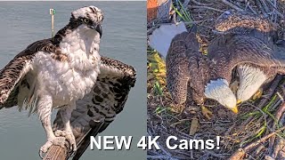 New 4K Eagle amp Osprey Live Cams Captiva Island Cams [upl. by Humph]