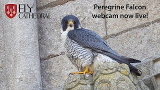 Ely Cathedral Peregrine Falcon webcam now live [upl. by Lerad]