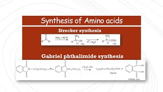 Strecker synthesis and Gabriel phthalimide synthesis  Synthesis of Amino Acids [upl. by Nalhsa]