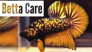 Betta Fish Care For First Time Fish Keepers  Beginners Guide [upl. by Ayokal]