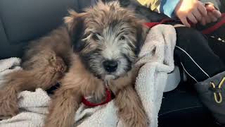 Welcoming our Wheaten Terrier Puppy [upl. by Deehan212]