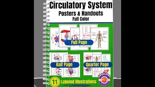 Circulatory System Posters and Handouts Video [upl. by Iy]