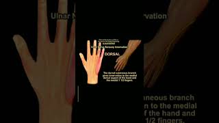 Cubital Tunnel Syndrome Explained by Dr Ayesha Sabir [upl. by Arnulfo]