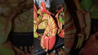 Nepenthes veitchii Bario from Premium Exotics [upl. by Kaule360]