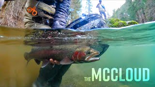 Biggest Rainbow of the Year  Fly Fishing the McCloud under NEW REGS [upl. by Cherrita]