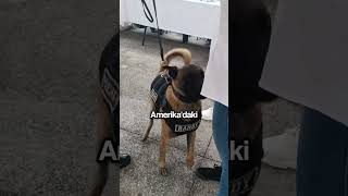 DÜNYADAKİ EN AKILLI POLİS KÖPEĞİ [upl. by Nirat558]