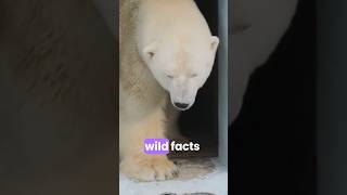 Pollar bears Facts that you didn’t know 🐻‍❄️ [upl. by Banebrudge]