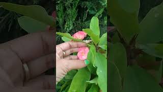 youtube gardenplants bestmotivationalquotesinhindi gardenflowers [upl. by Engamrahc]