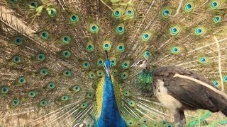 Dancing Peacock  Nature Web [upl. by Cinnamon105]