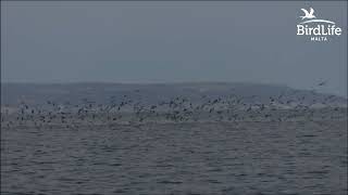 BirdLife Malta shearwater boat trips 2024 1 [upl. by Fairman]