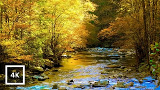 4K Autumn Forest River Ambience  Gentle Creek amp Nature Sounds  Relaxing for Sleep [upl. by Hilaria]