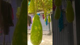 এত লাউ কিভাবে ধরে  agriculture remix edm anime agyoutubechickenfarming cultivation funny [upl. by Bedell]