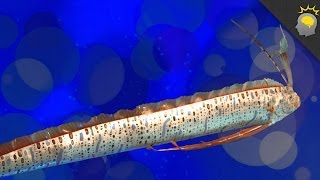 Giant Oarfish Oh my  Science on the Web 36 [upl. by Booth809]