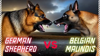 German Shepherd vs Belgian Malinois Which Dog is the Ultimate K9 [upl. by Glialentn]