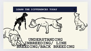 Understanding Inbreeding Line Breeding Back Crossing [upl. by Neeruan728]