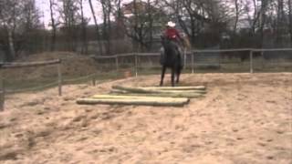 Missouri Foxtrotter stallion  training March 2013 [upl. by Bari877]