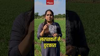 अब मिलेगा गेहूँ के खरपतवारों से छुटकारा  Weed Control in Wheat  AgroStar [upl. by Anehsak]