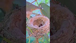 Hummingbird Eggshell Toss babyhummingbirds hummingbird nest [upl. by Bilac]