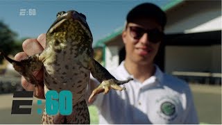 Competitive frog jumping is alive and well in Calaveras County California  E60 [upl. by Uranie510]