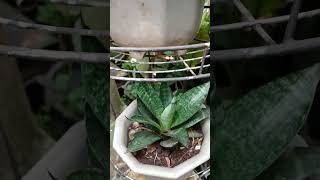 Dwarf Sansevieria Varieties houseplant nature plants [upl. by Philippine]