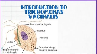 Introduction to Trichomonas vaginalis [upl. by Aihsem182]